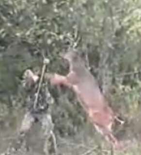Scary-Funny: Deer Kicks Hunter's Butt
